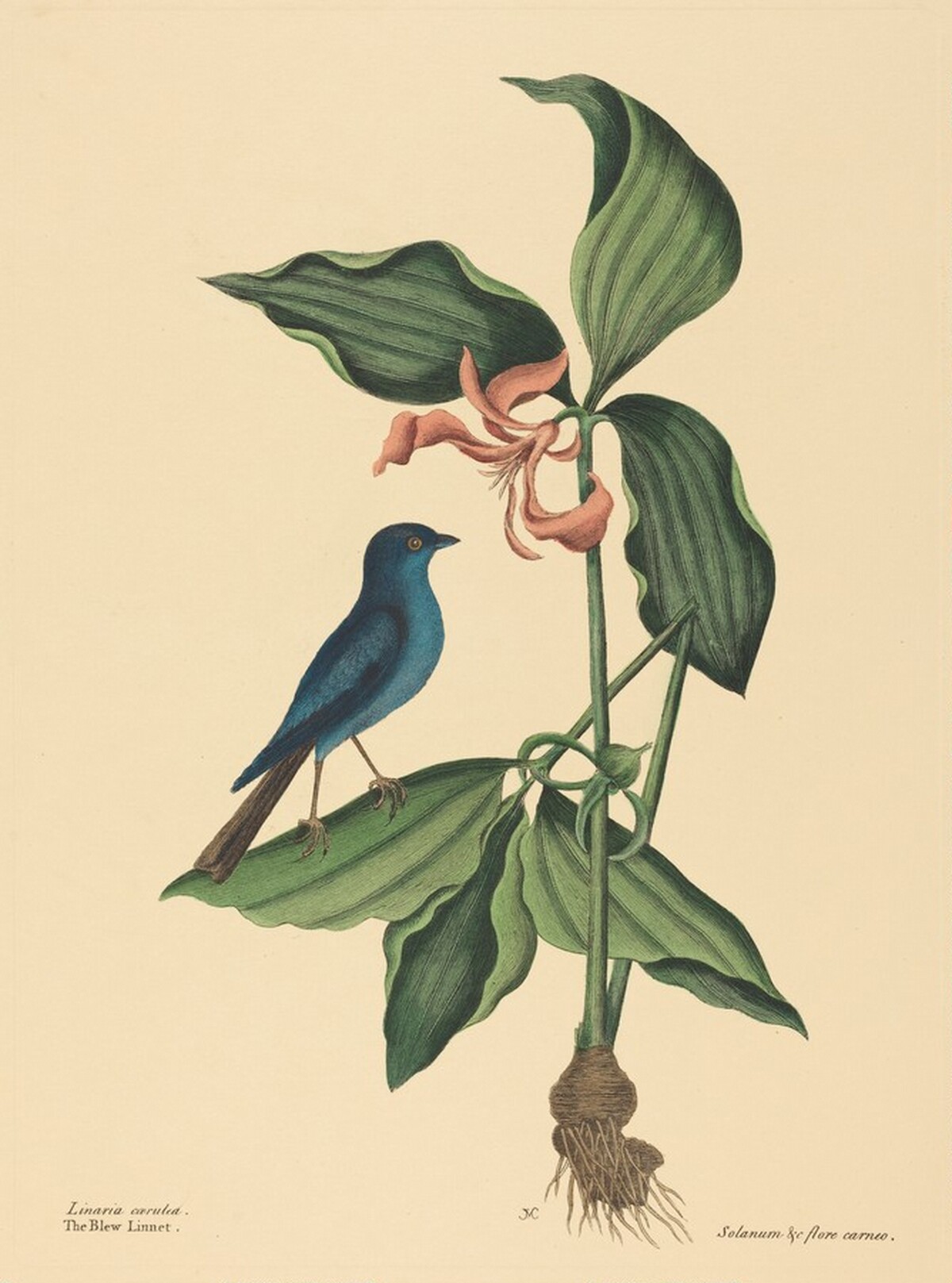 The Blue Linnet (Tanagra cyanea) by after Mark Catesby
