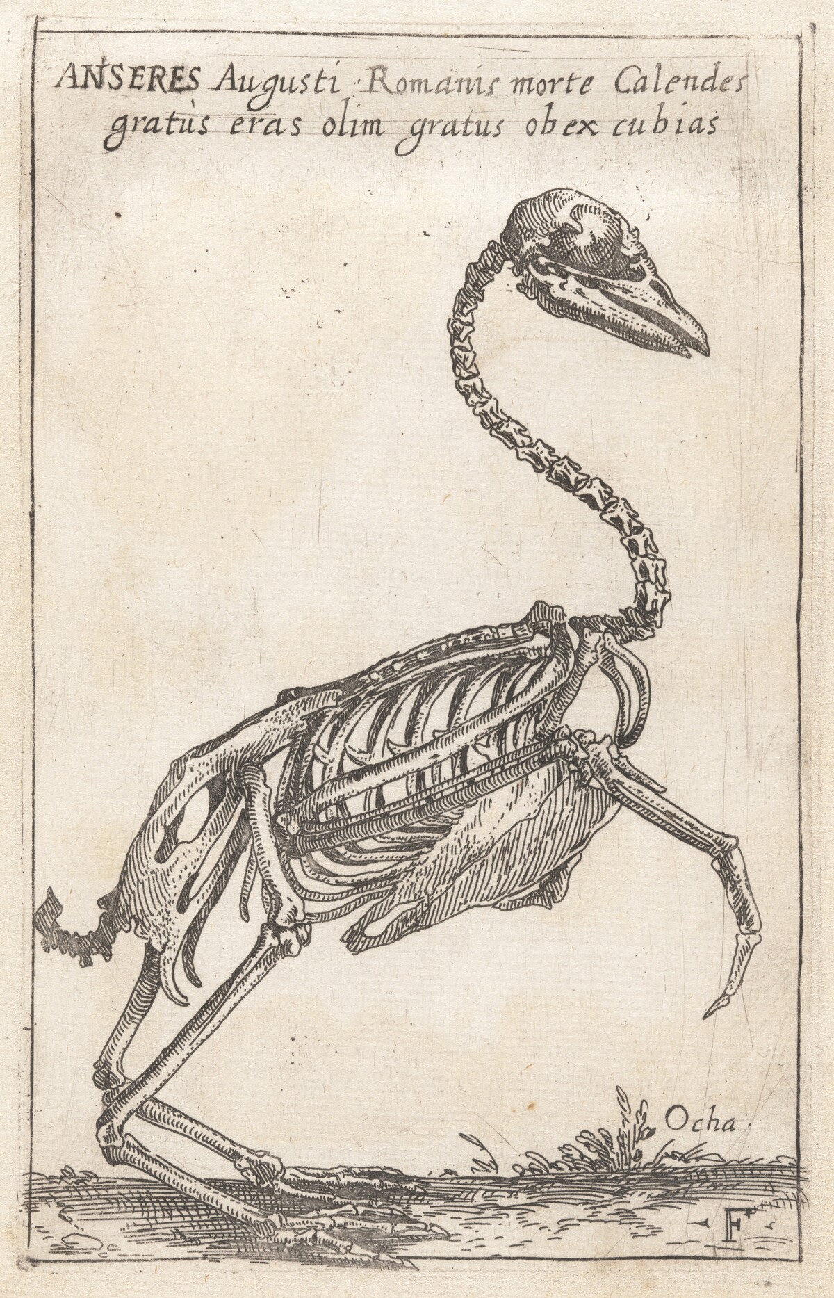 Skeleton of a Goose by Teodoro Filippo di Liagno, called Napoletano