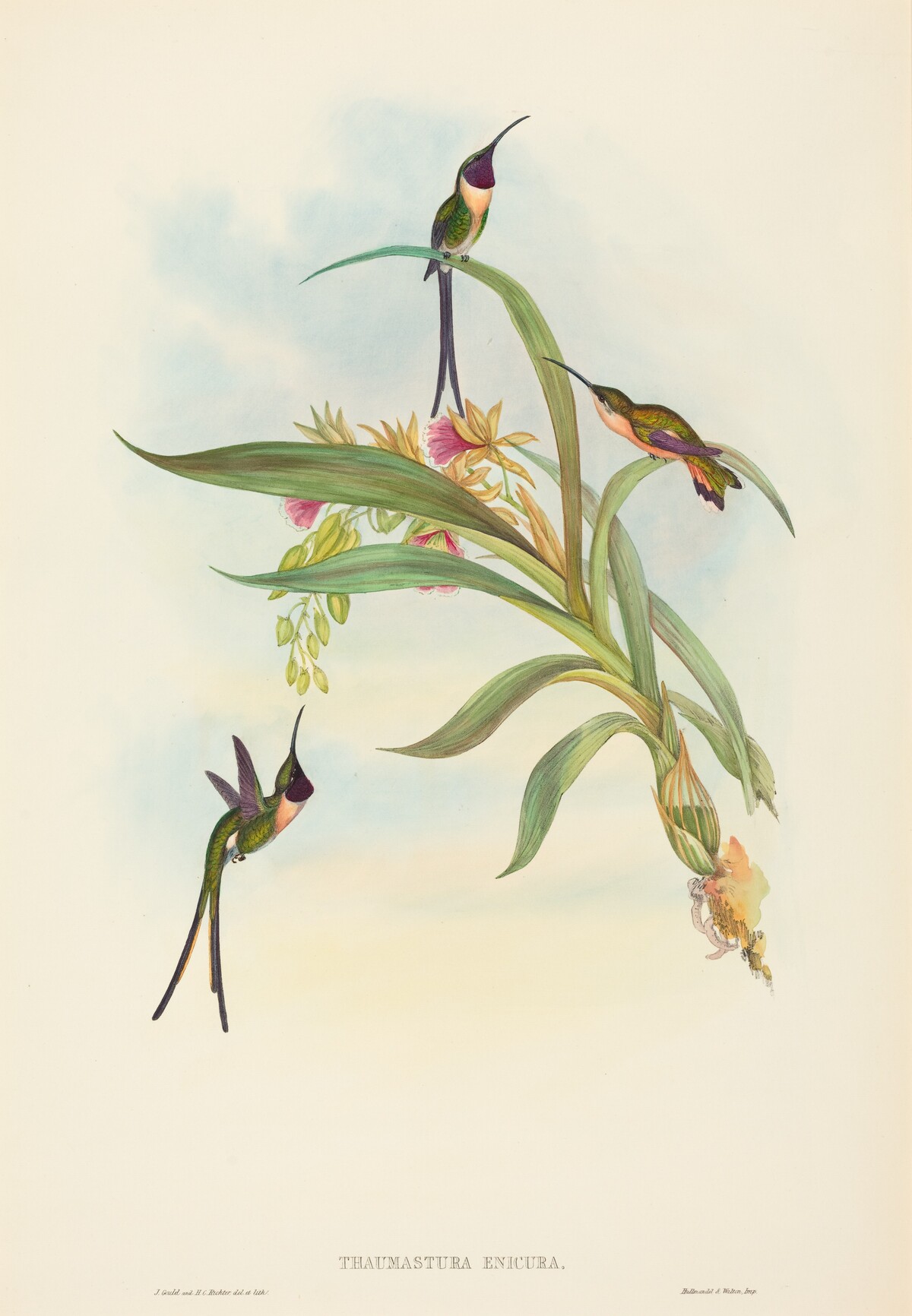 Tharmastura enicura (Slender Shear-Tail) by John Gould and H.C. Richter