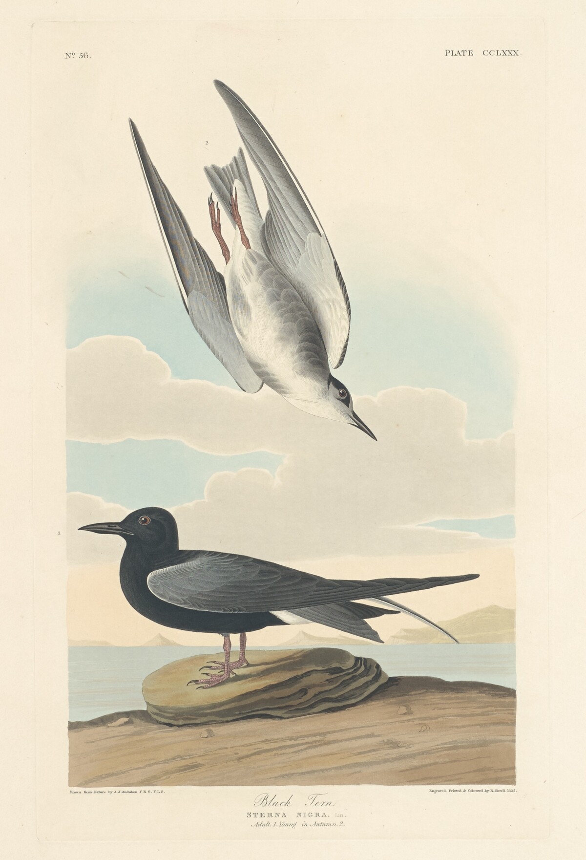 Black Tern by Robert Havell after John James Audubon