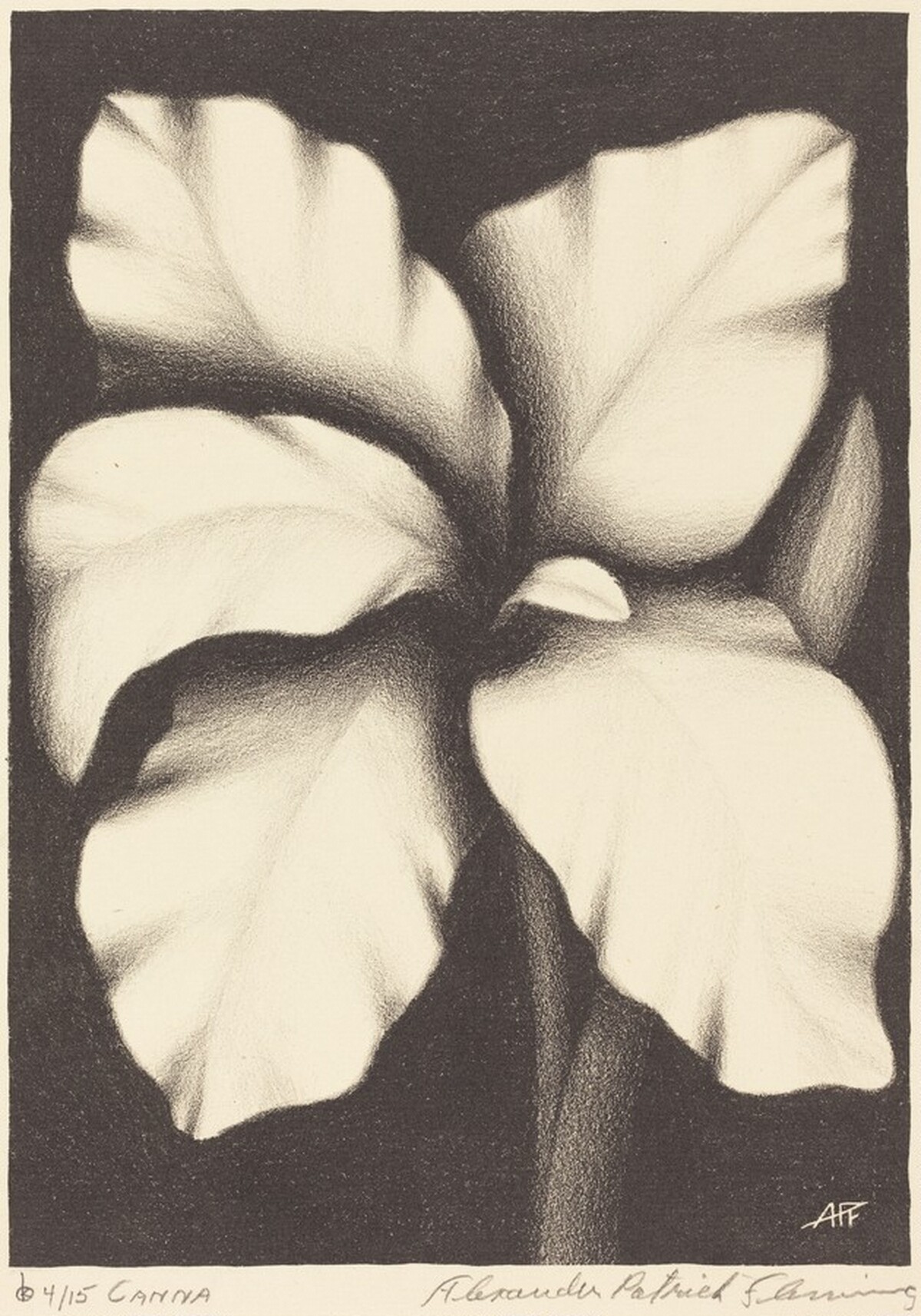 Canna by Alexander Patrick Fleming