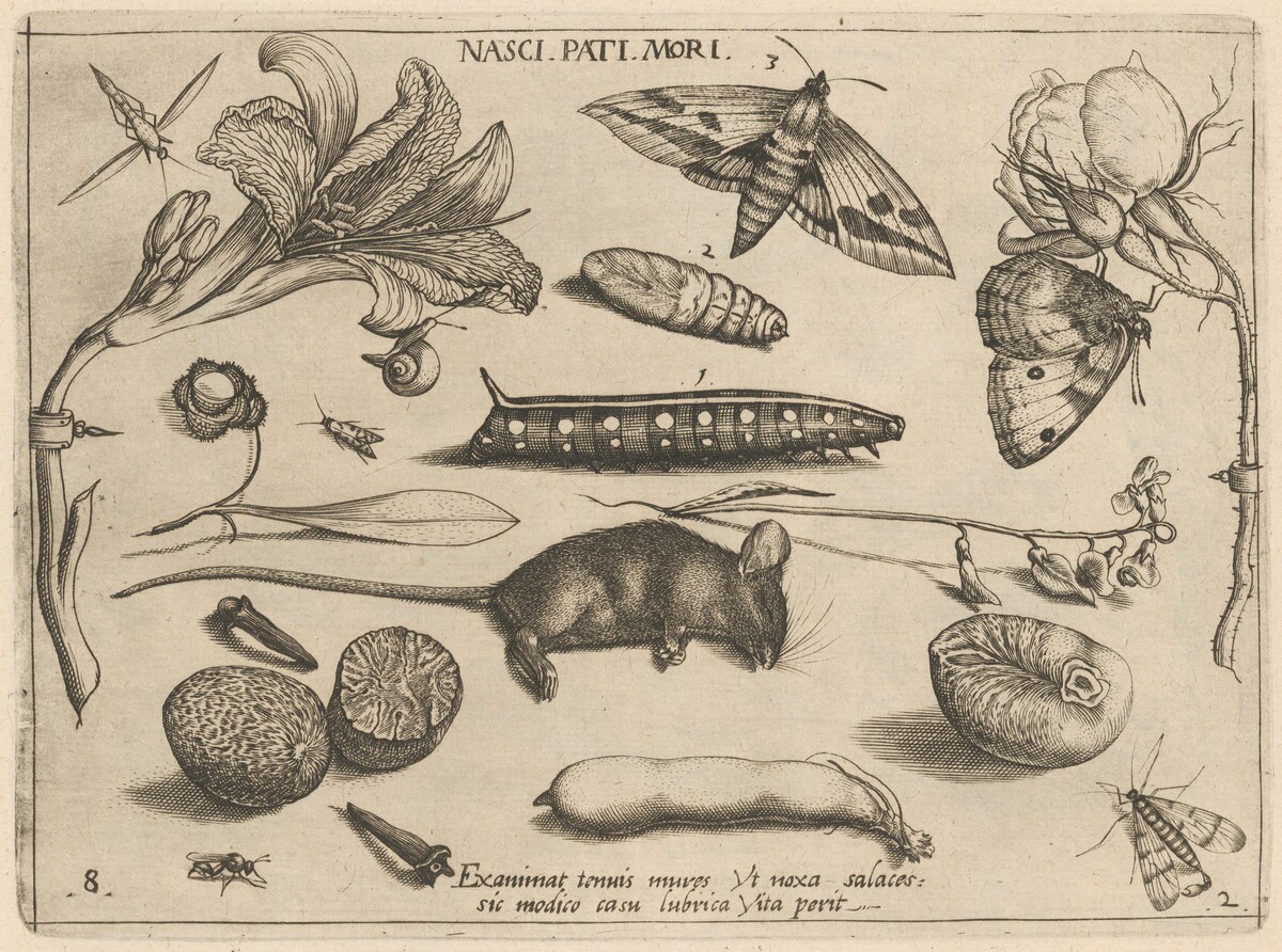 Archetypa studiaque patris Georgii Hoefnagelii [Part 2, Plate 8] by Jacob Hoefnagel after Joris Hoefnagel