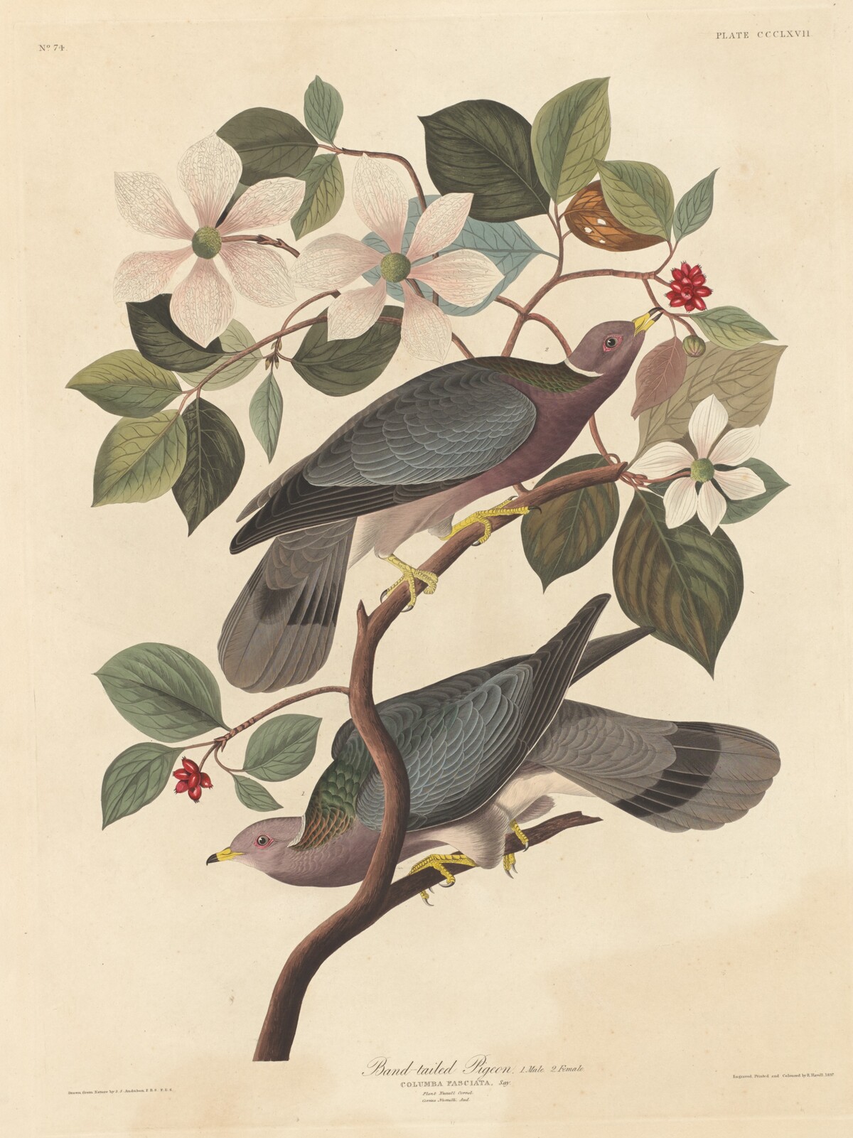 Band-tailed Pigeon by Robert Havell after John James Audubon