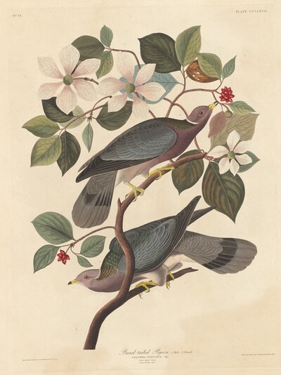 Band-tailed Pigeon