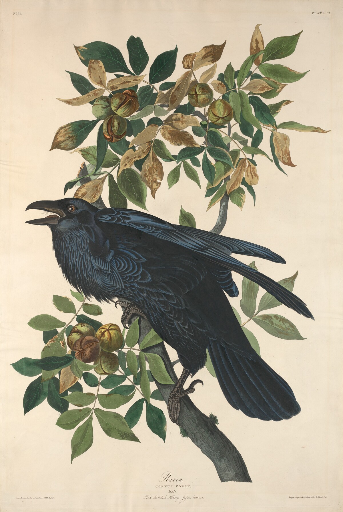 Raven by Robert Havell after John James Audubon