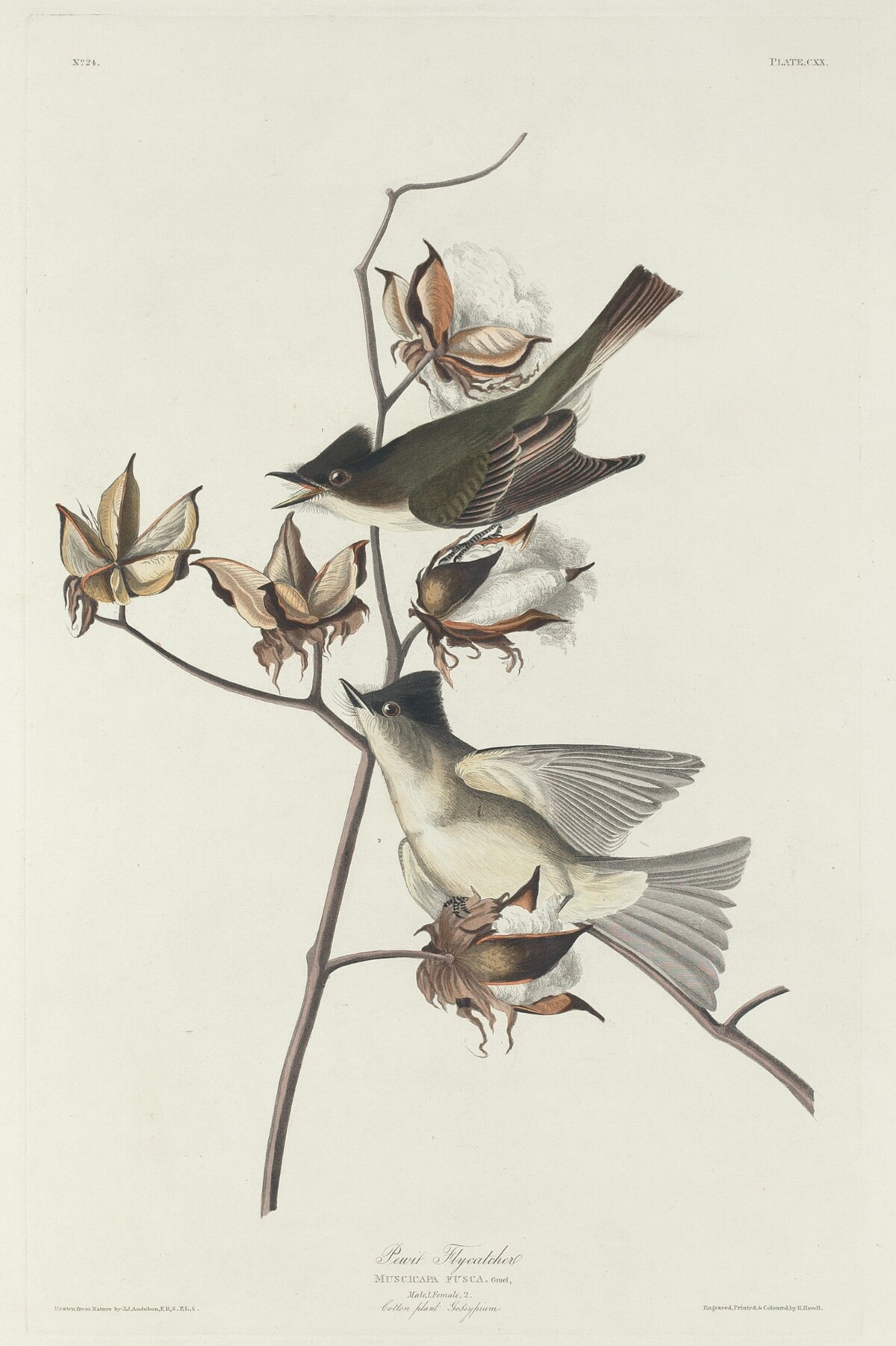 Pewit Flycatcher by Robert Havell after John James Audubon