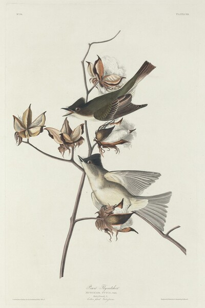 Pewit Flycatcher