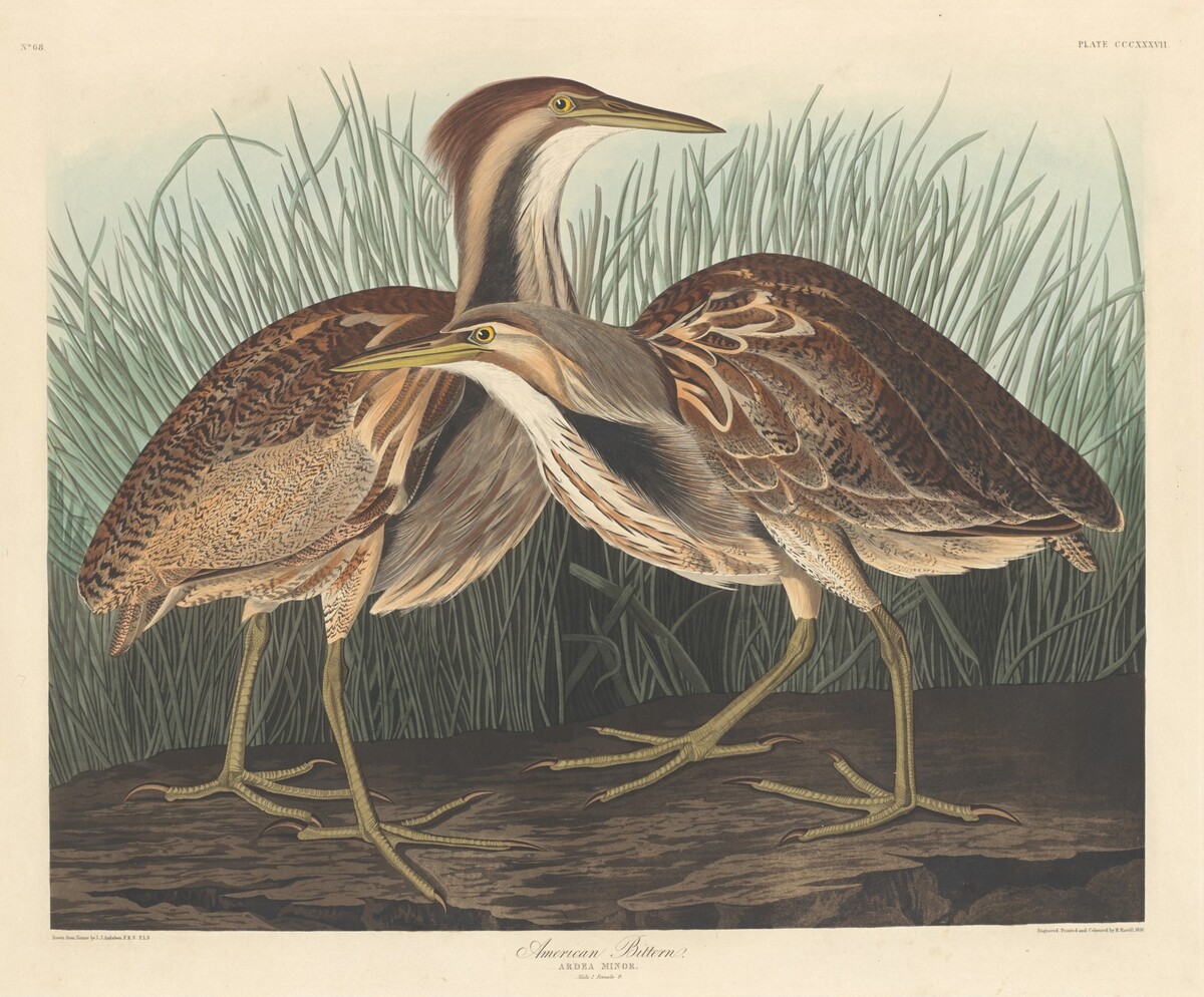 American Bittern by Robert Havell after John James Audubon