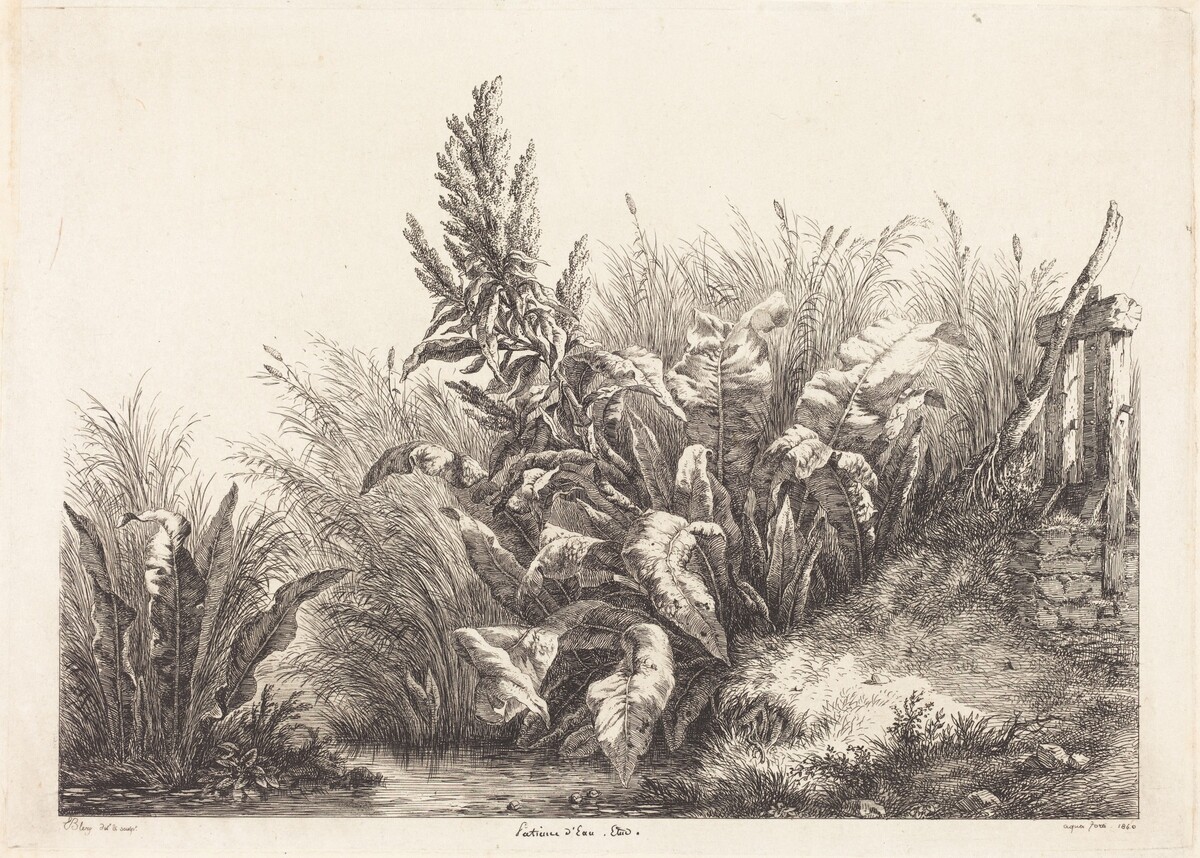 Patience d'eau, étude (Study of a Patience-Dock) by Eugène Bléry