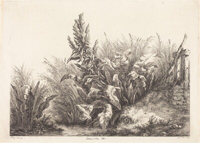 Patience d'eau, étude (Study of a Patience-Dock)