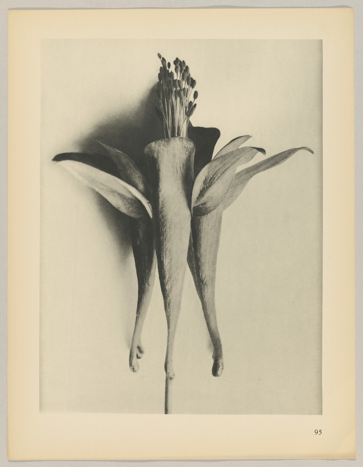 Aquilegia chrysantha by Karl Blossfeldt