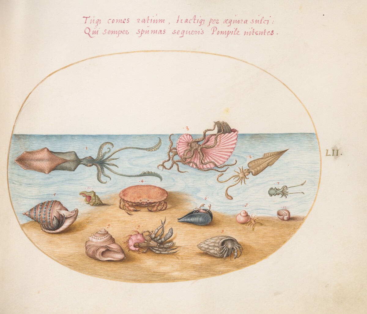 Plate 52: An Argonaut, Squid, Hermit Crabs, Shells, and a Crab by Joris Hoefnagel