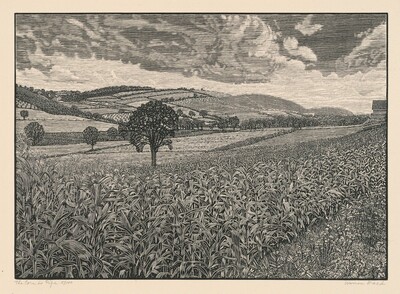 The Corn is Ripe
