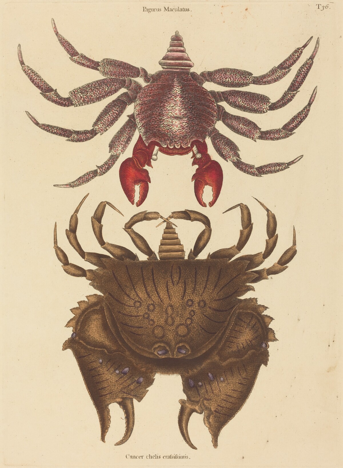 Red Mottled Rock-crab (Cancer grapsus) by Mark Catesby