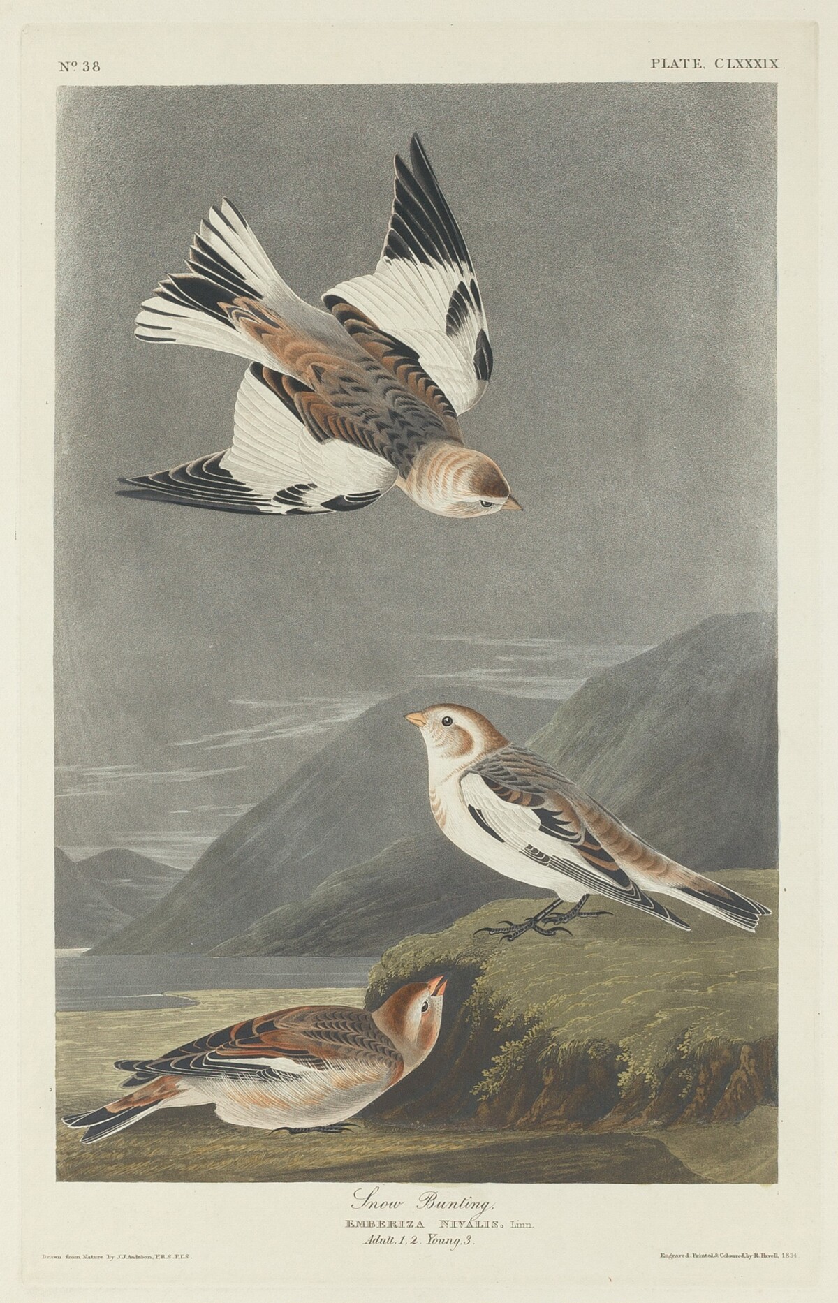 Snow Bunting by Robert Havell after John James Audubon