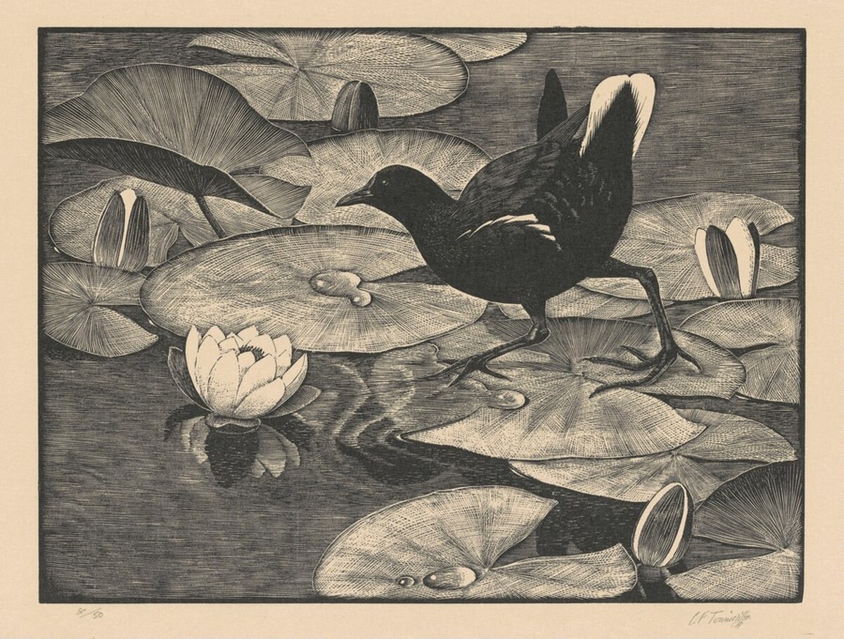 Moorhen and Water Lilies by Charles Frederick Tunnicliffe