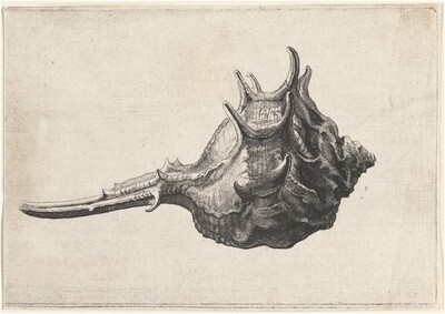 Shell (Murex brandaris)