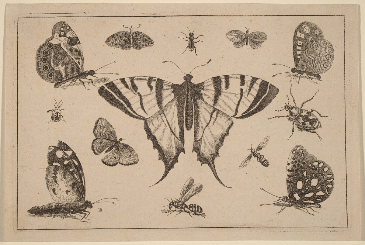 Swallow-tailed Butterfly and Twelve Other Insects by Wenceslaus Hollar
