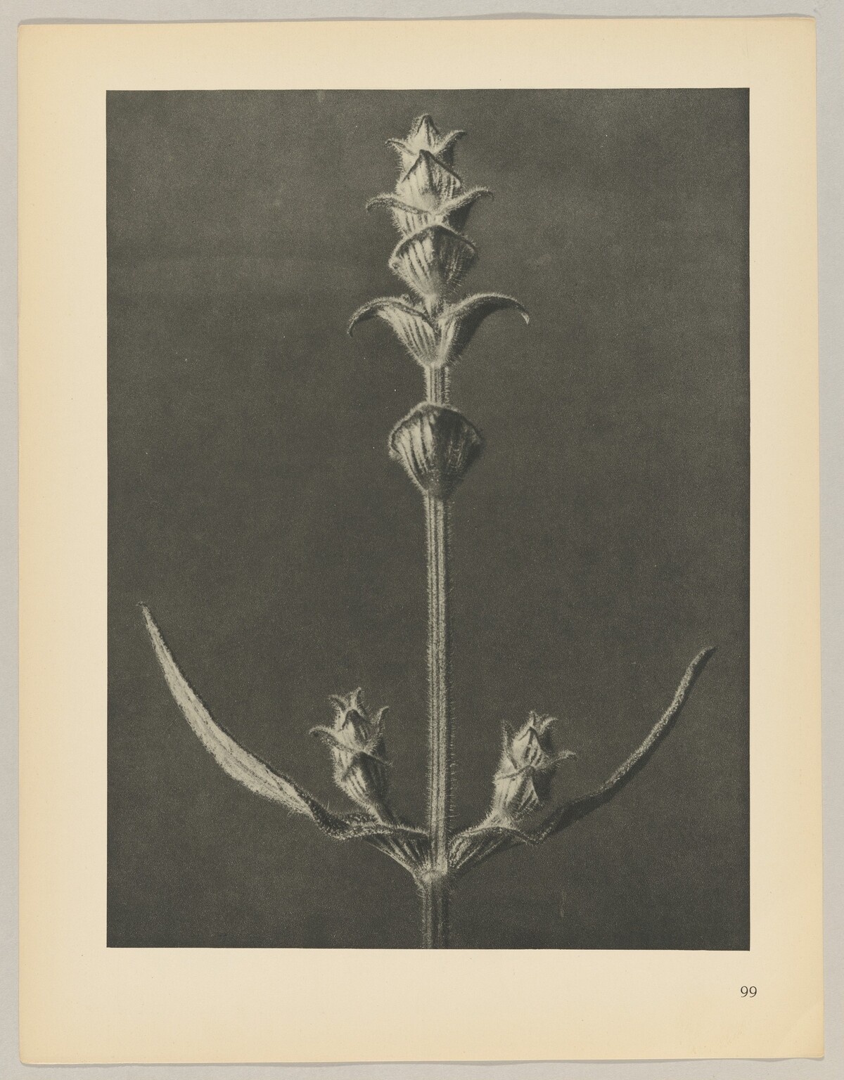 Salvia by Karl Blossfeldt