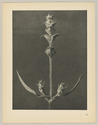 Salvia