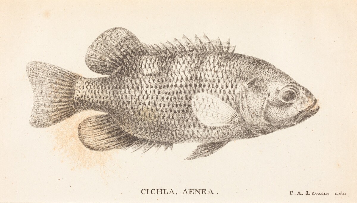 Cichla, Aenea by Charles Alexandre Lesueur