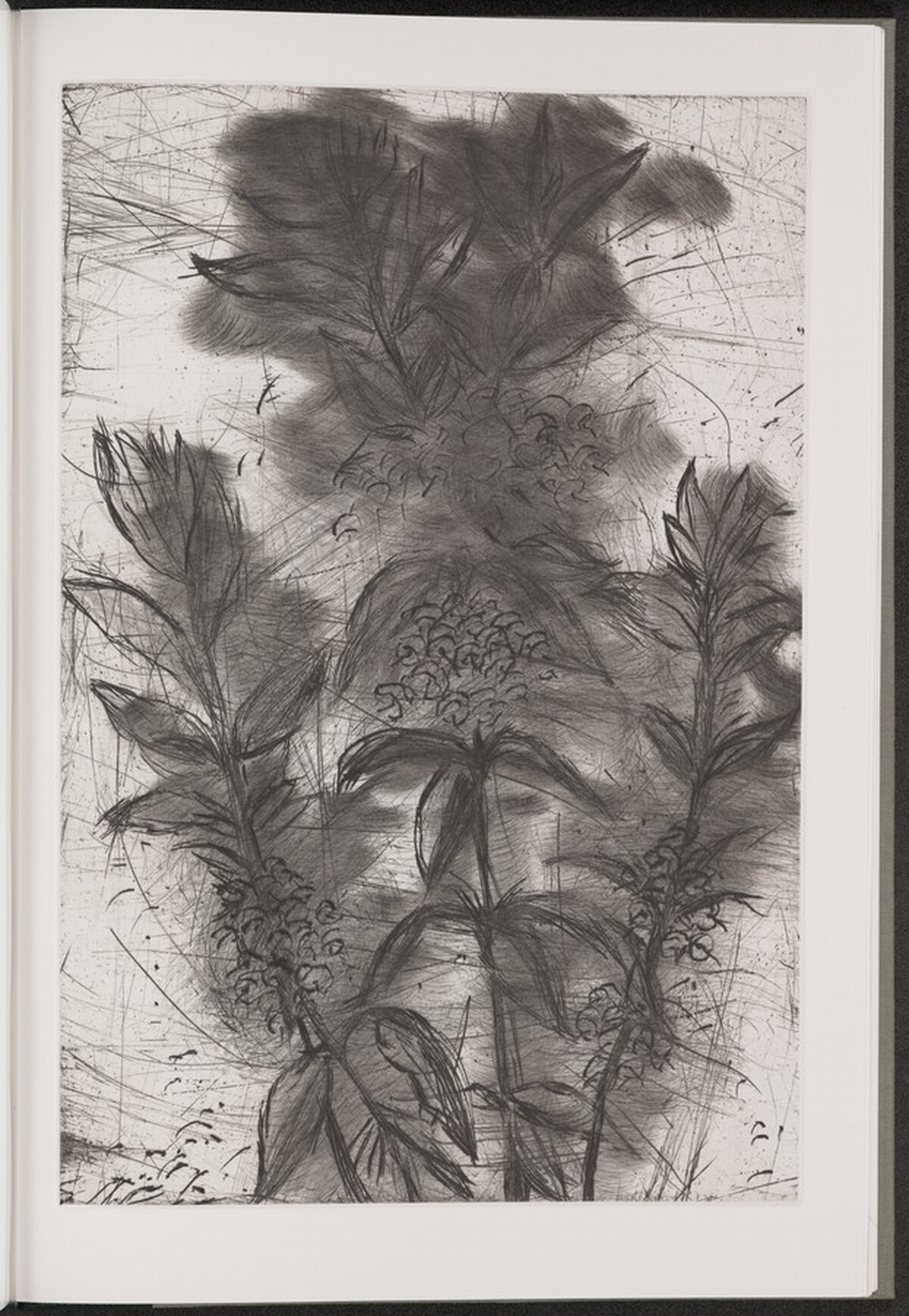 Narrow-Leaved Kalmia by Jim Dine