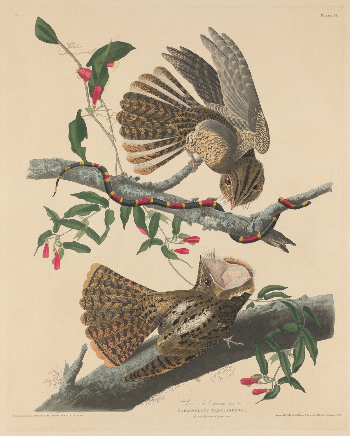 Chuck Will's Widow by Robert Havell after John James Audubon