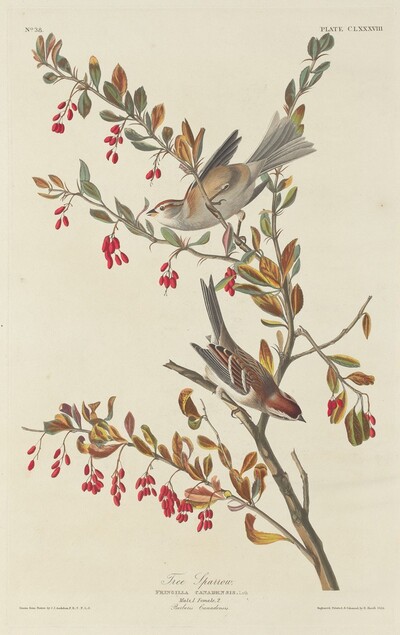 Tree Sparrow