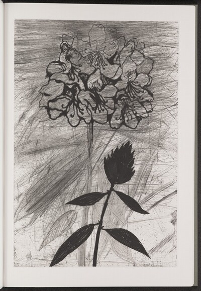 Pontic Rhododendron
