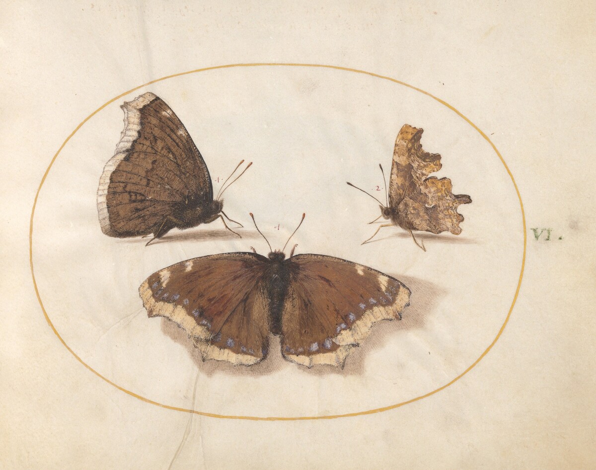 Plate 6: Two Views of a Mourning Cloak (Camberwell Beauty) Butterfly with a Comma Butterfly by Joris Hoefnagel