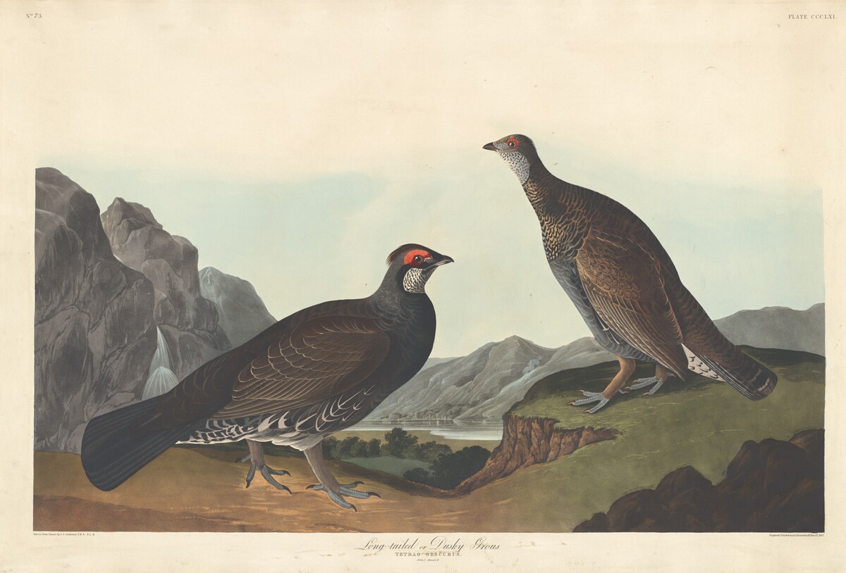 Long-tailed or Dusky Grous by Robert Havell after John James Audubon