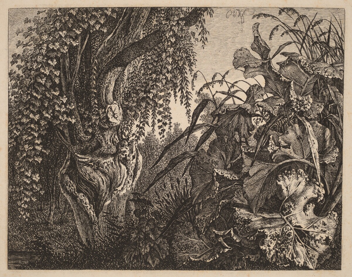 A Thicket; a Gnarled Willow Tree at Left, a Thicket of Vegetation at Right by Carl Wilhelm Kolbe
