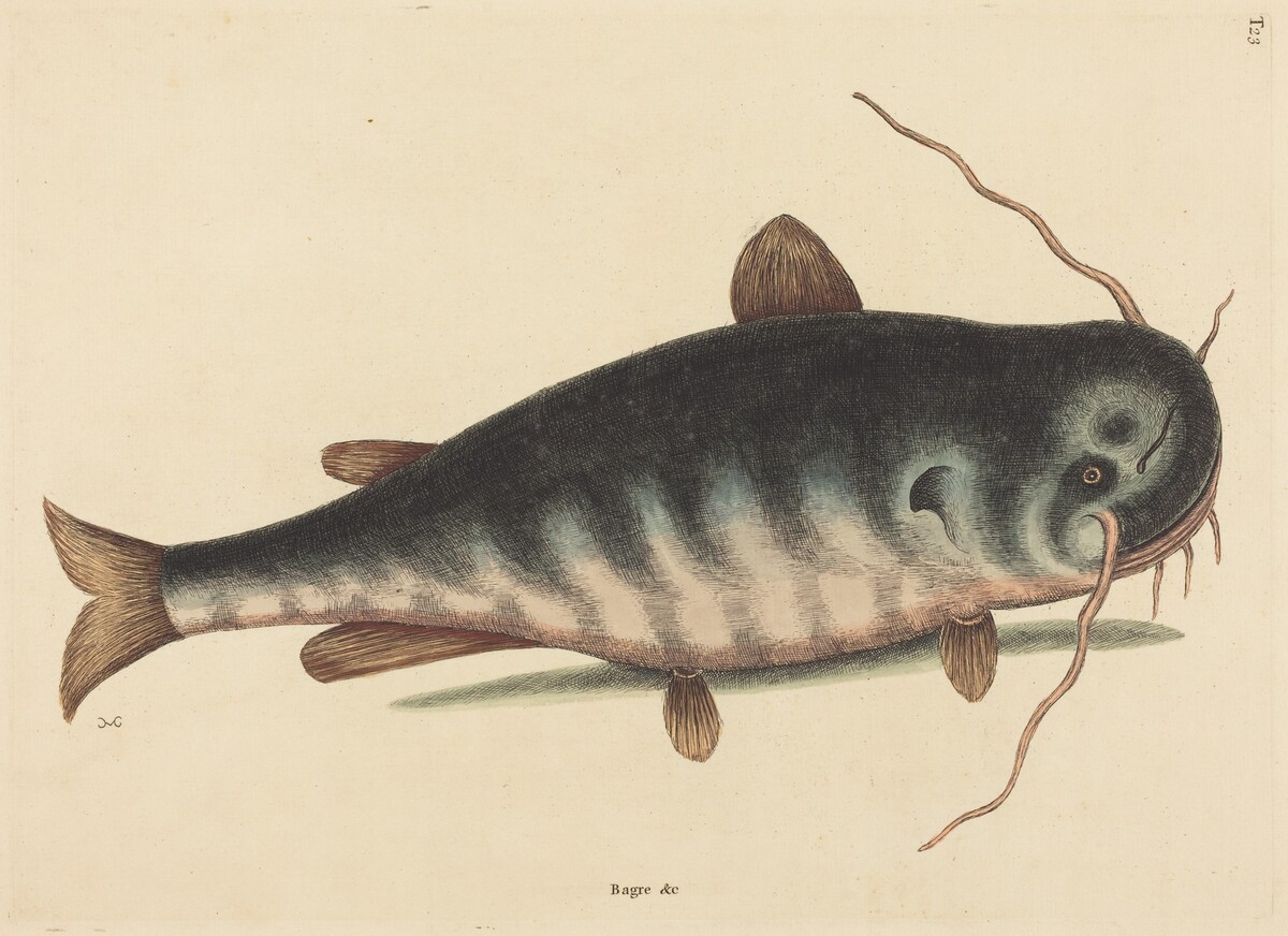 The Cat Fish (Silurus catus) by Mark Catesby