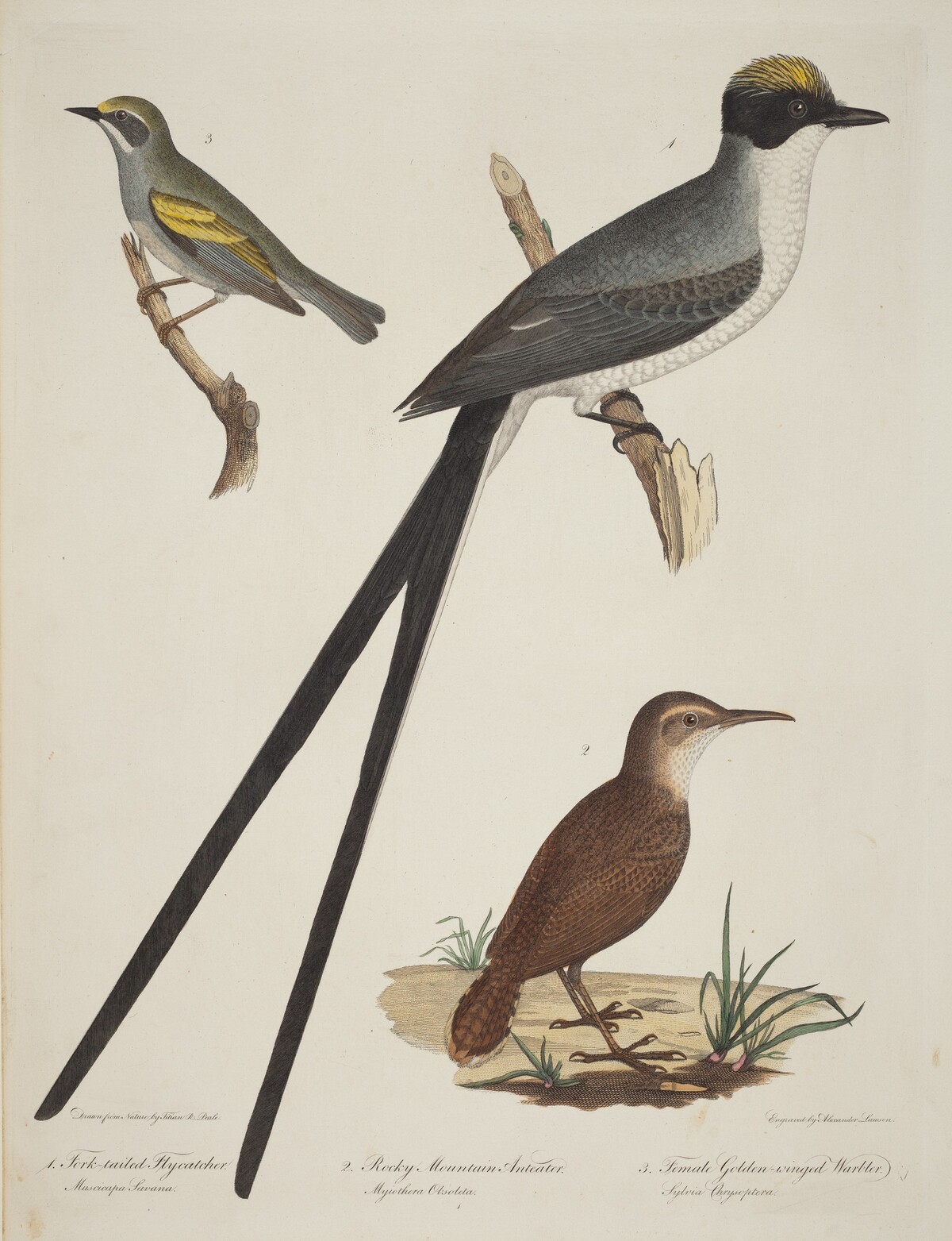 Fork-tailed Flycatcher, Rocky Mountain Anteater, and Female Golden-winged Warbler by Alexander Lawson after Titian Ramsay Peale