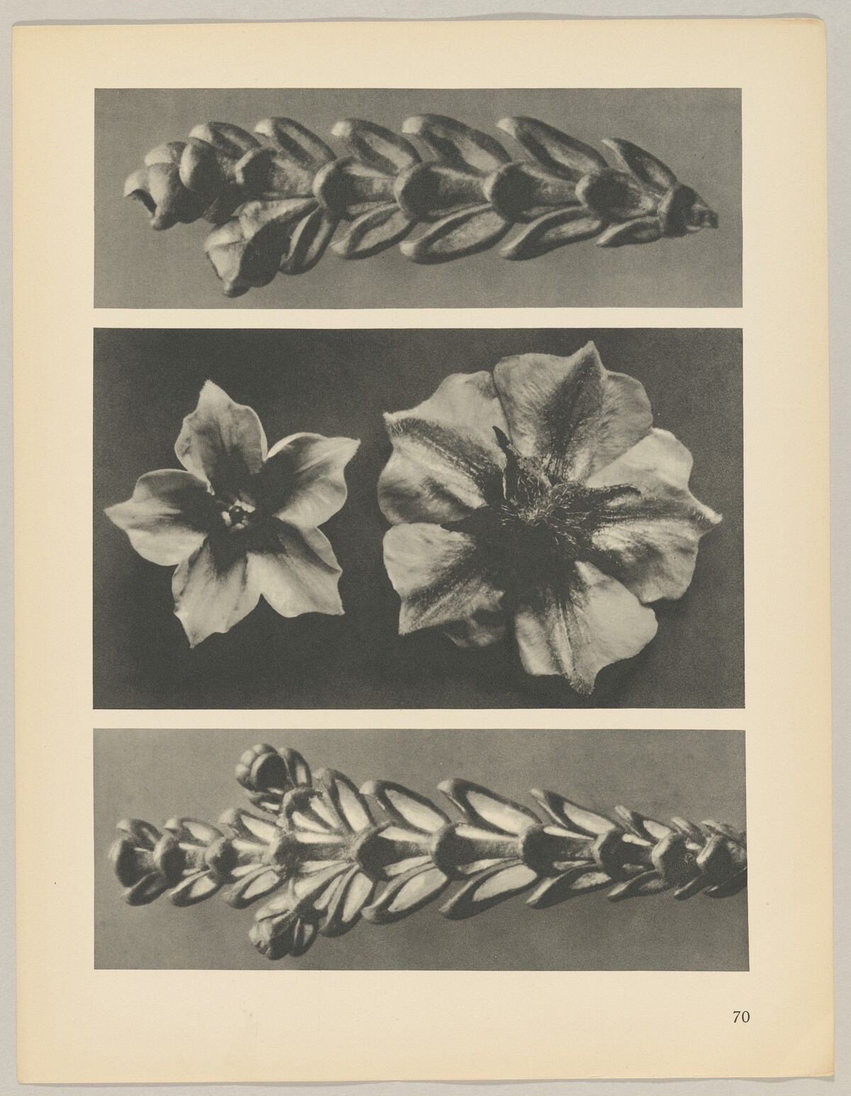 a u. c Thujopsis dolabrata; b Solanum tuberosum by Karl Blossfeldt