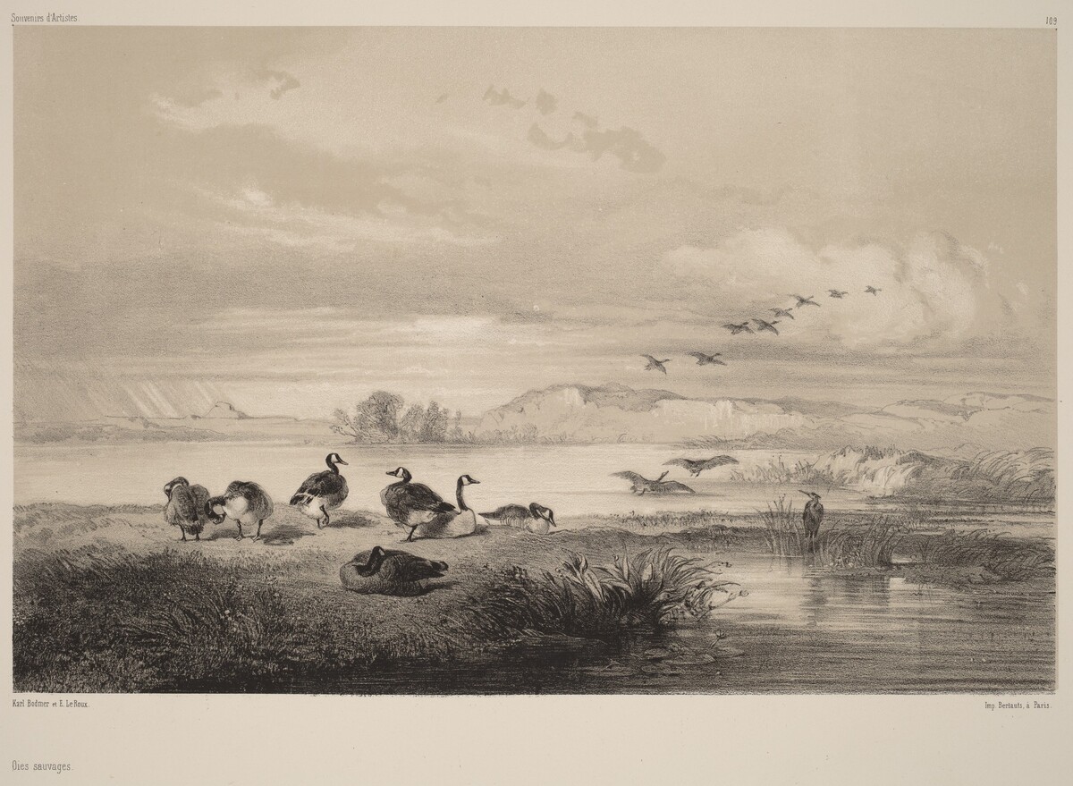 Oies sauvages by Karl Bodmer