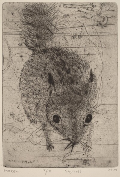 Squirrel