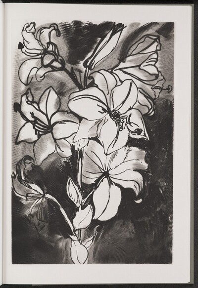 Madonna Lily