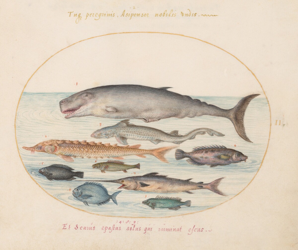 Plate 2: Sperm Whale, Sturgeon, Shark, and Other Fish by Joris Hoefnagel