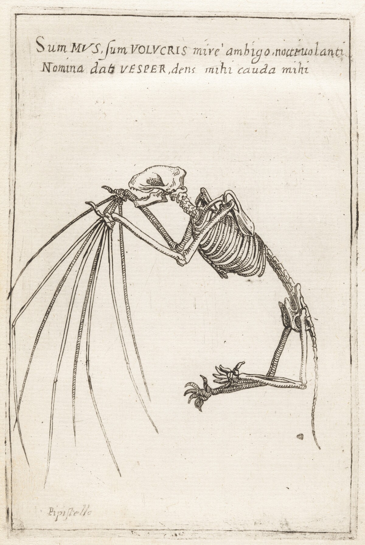 Skeleton of a Bat by Teodoro Filippo di Liagno, called Napoletano