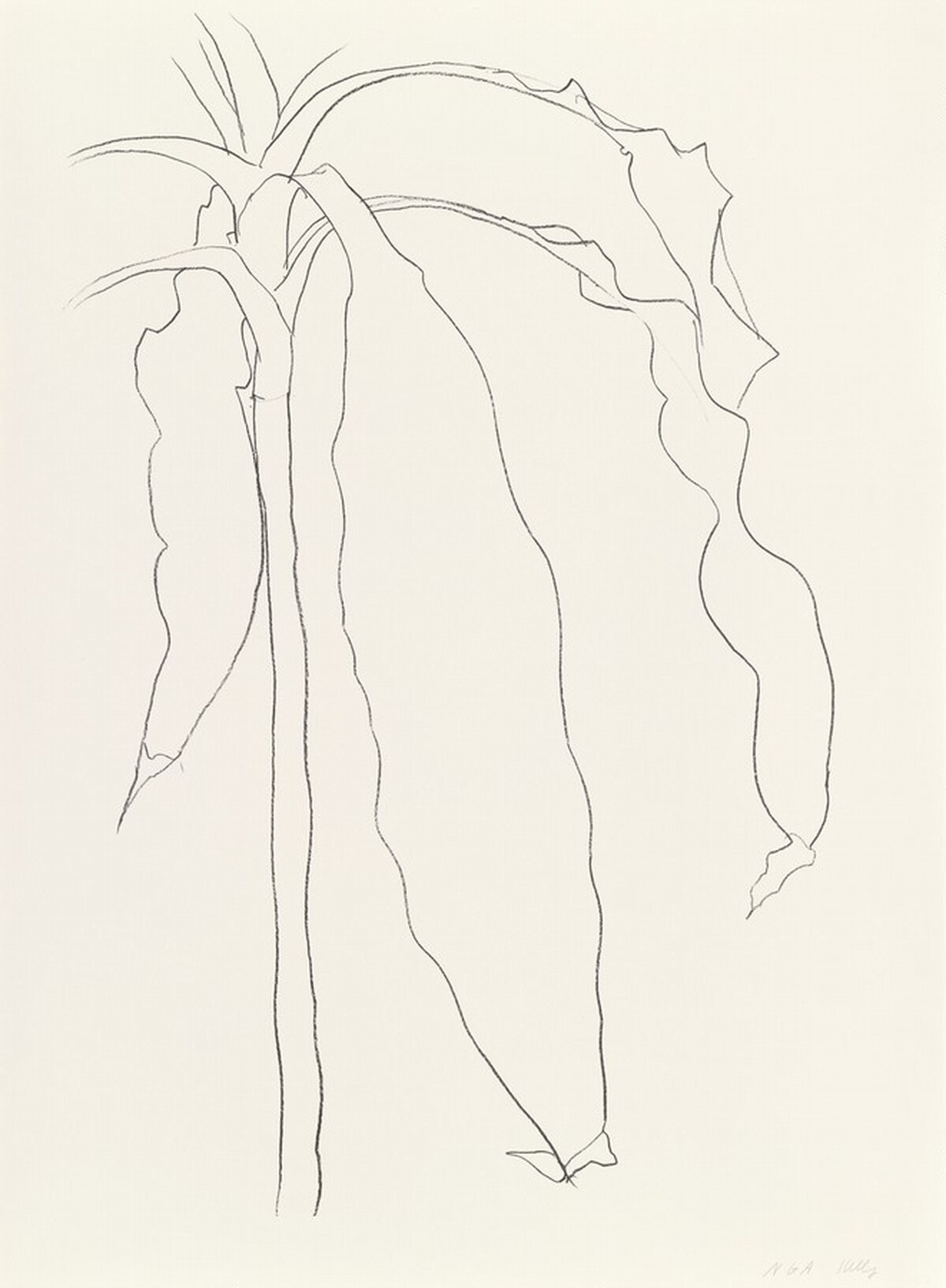Dracena I by Ellsworth Kelly