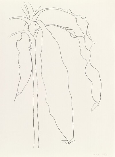 Dracena I