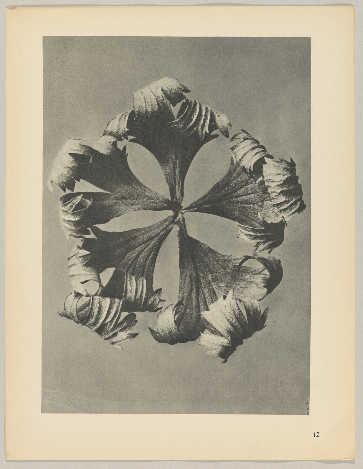 Trollius europaeus by Karl Blossfeldt