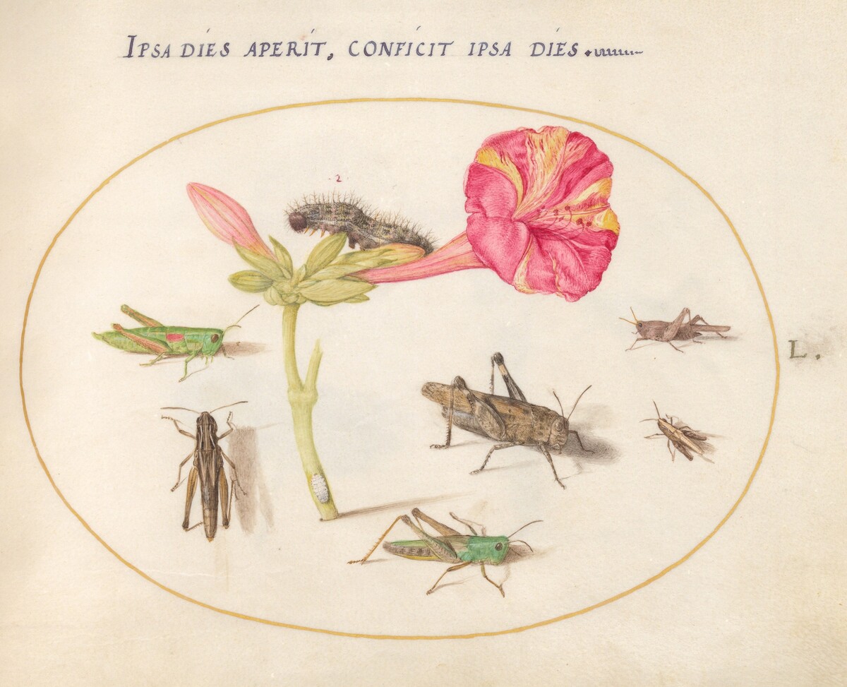 Plate 50: Grasshoppers, a Caterpillar, and a Scale Insect with a Four O'Clock Flower by Joris Hoefnagel