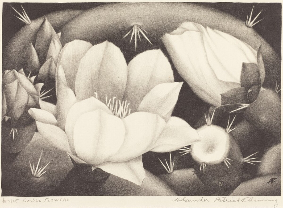 Cactus Flowers by Alexander Patrick Fleming