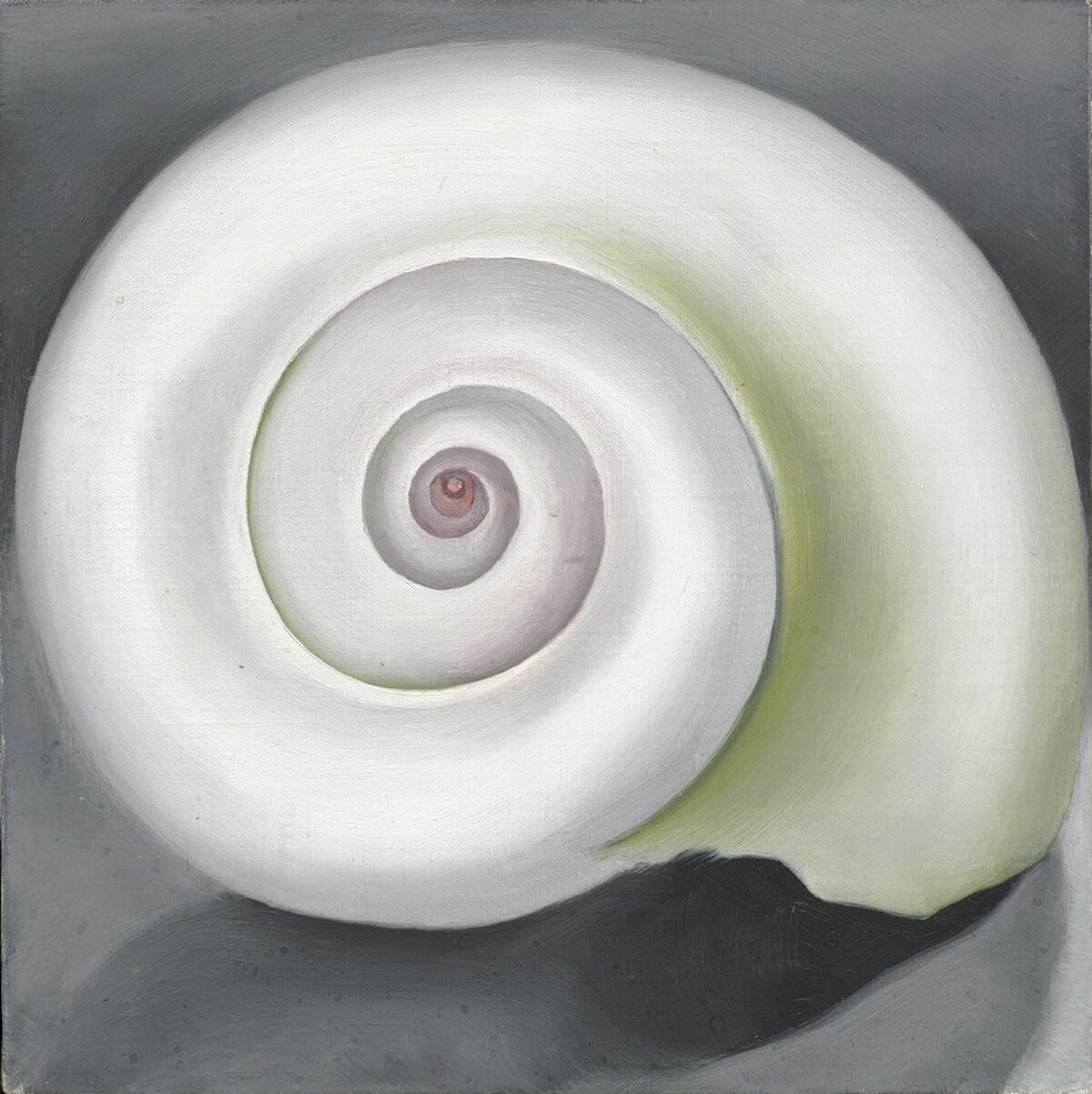 Shell No. I by Georgia O'Keeffe