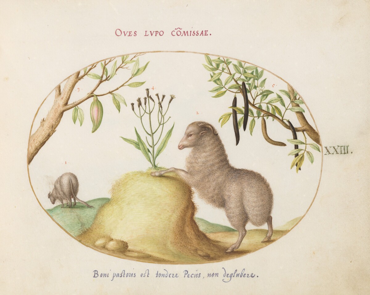 Plate 23: A Fat-Tailed Sheep, a Sheep with a Long Tail, a "Cassia purgatrix,"and Other Plants by Joris Hoefnagel