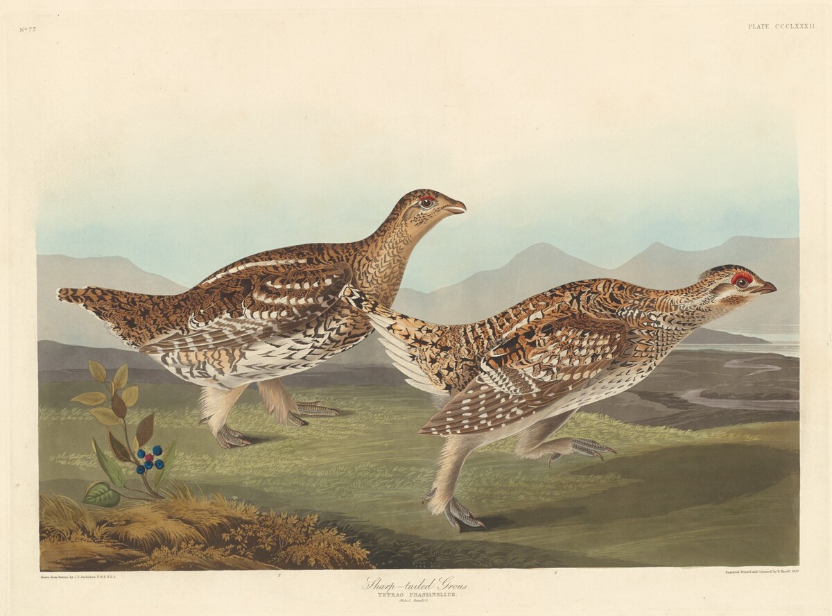 Sharp-tailed Grous by Robert Havell after John James Audubon