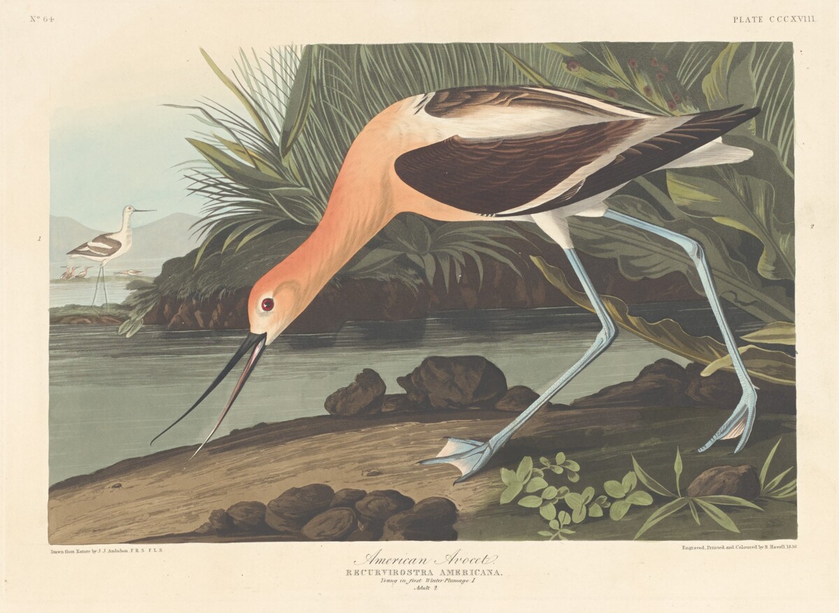 American Avocet by Robert Havell after John James Audubon