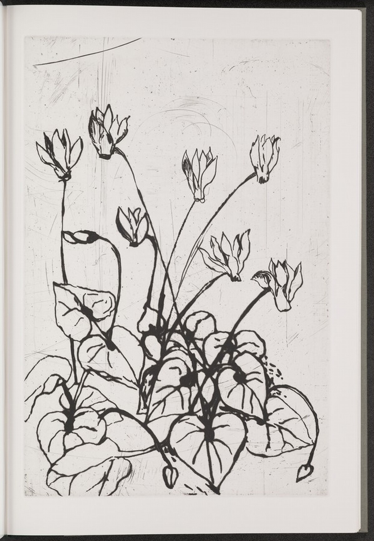 Persian Cyclamen by Jim Dine